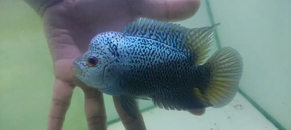 Louhan Cencu 14cm