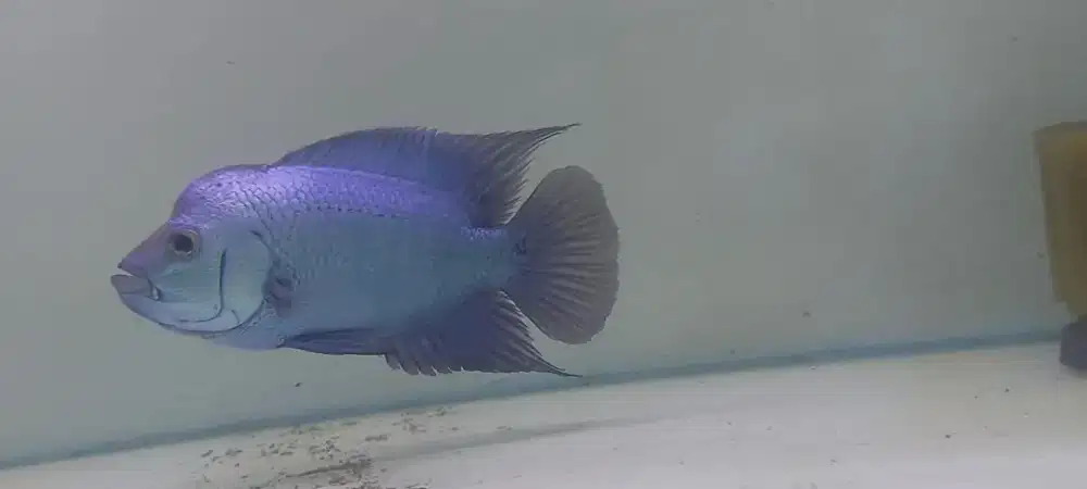 Louhan thaisilk 14cm