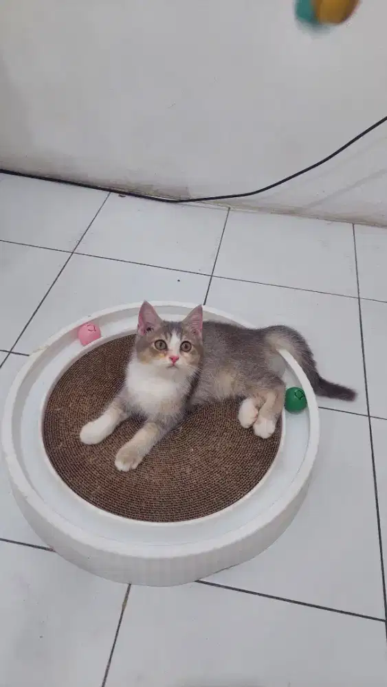 Kucing BSH GOLDEN SILVER