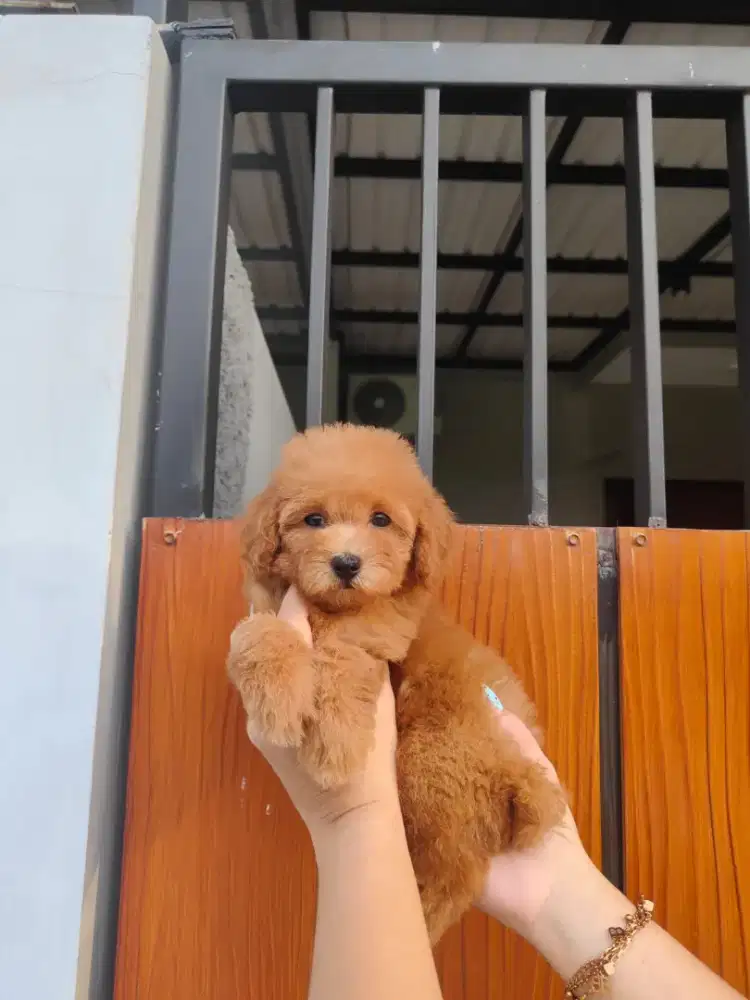 Ready 1 ekor toy poodle betina Murmer