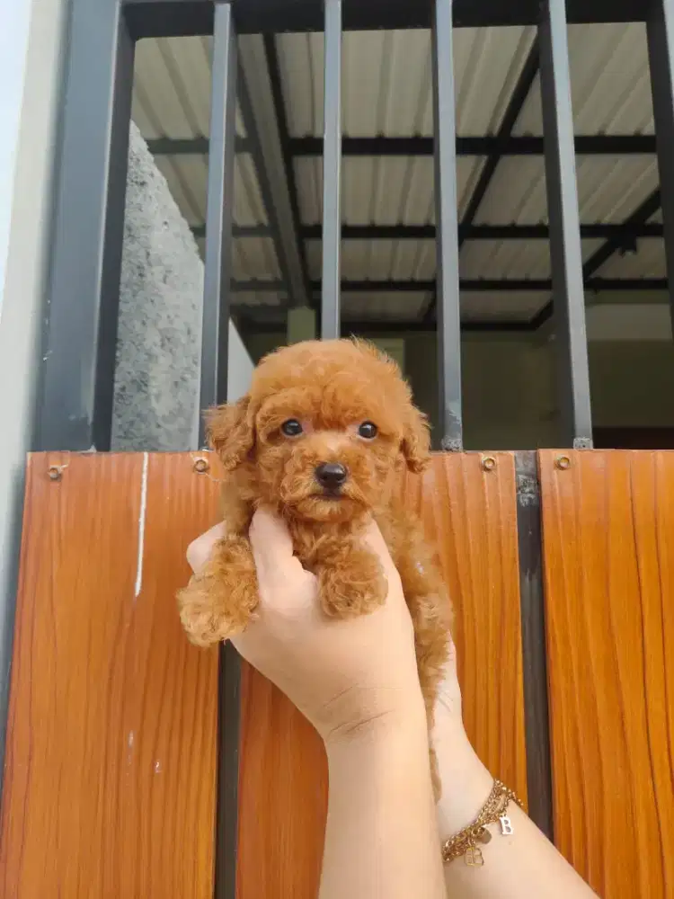 Super tiny poodle betina