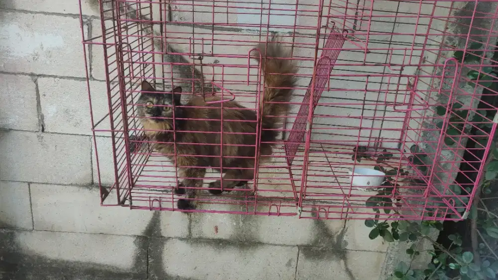 Kucing cantik kaki agak pendek Ns