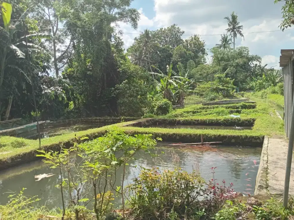 Tanah barat pom mudal desa palagan/kopi filosofi Selatan jl gitogati