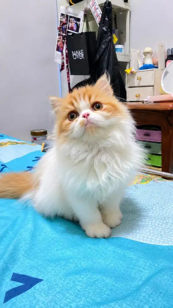 KITTEN PERSIAN LONGHAIR BULU KAPAS