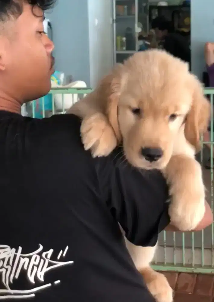 Dijual Puppy Golden Pet Friendly