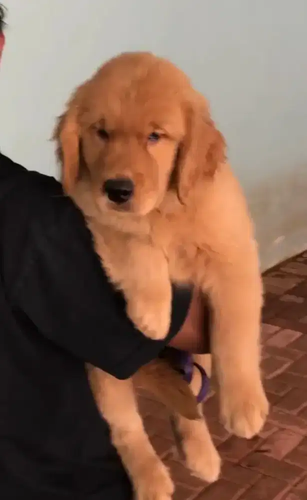 Dijual Puppy Golden Pet Friendly