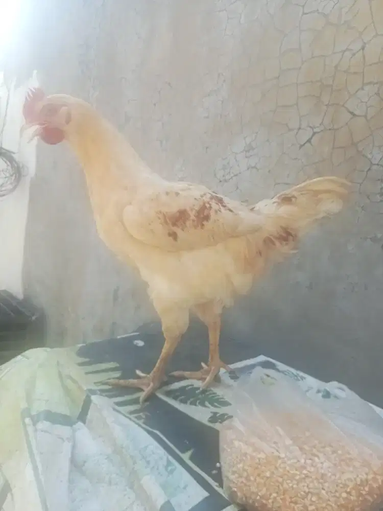 2 ekor Ayam pejantanbusia 4 bulan