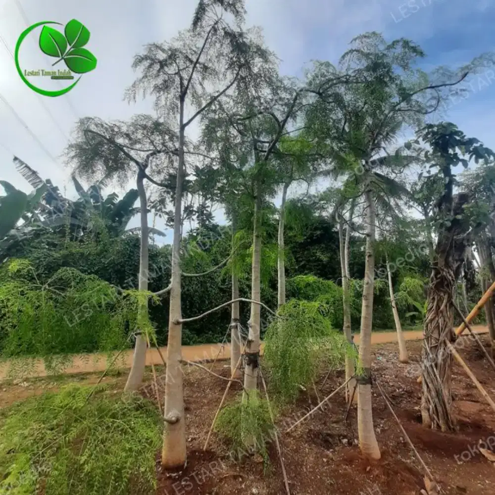 tanaman kelor afrika pohon kelor moringa tanaman kelor moringa