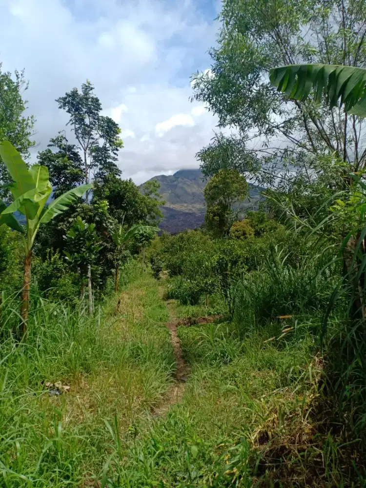 Tanah Kintamani view Gunung &Danau Batur