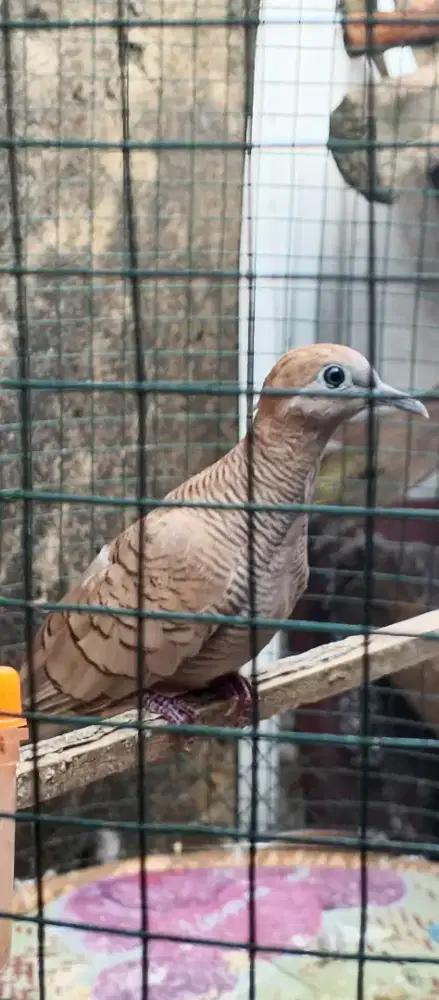 Perkutut udan mas lokal alam rawatan