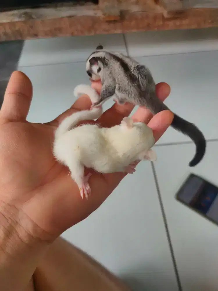 Sugar glider joey leucistic dan grey classic