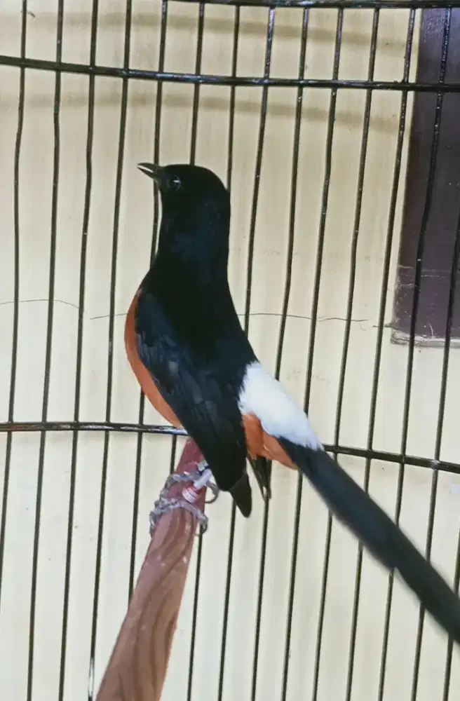 Medan kaki hitam gacor dor