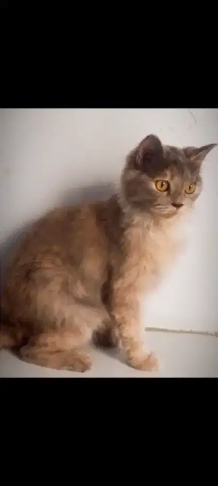 Kucing Persia Betina Dewasa