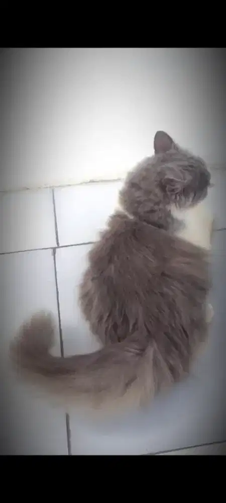 Kucing Persia Jantan big bone usia 6 bulan