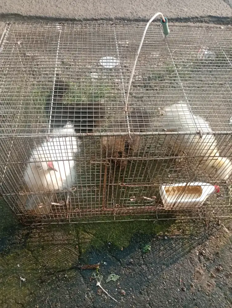 Ayam sylky 2 pasang