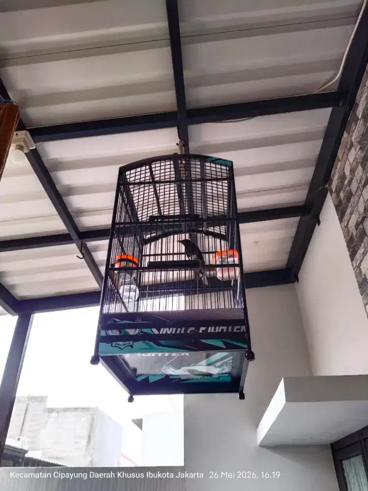 Kacer burung gacorr