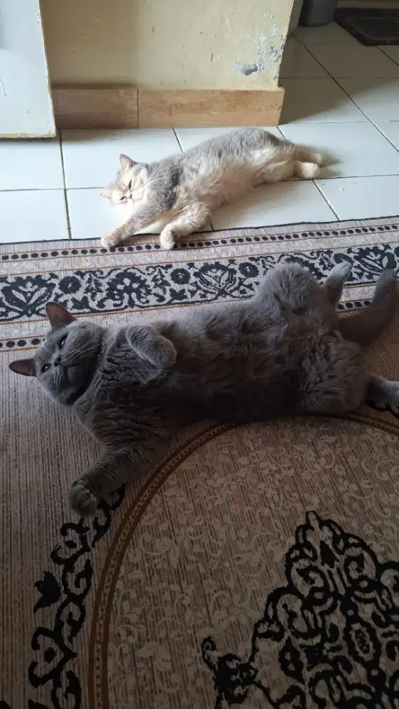 BSH Blue, Male.