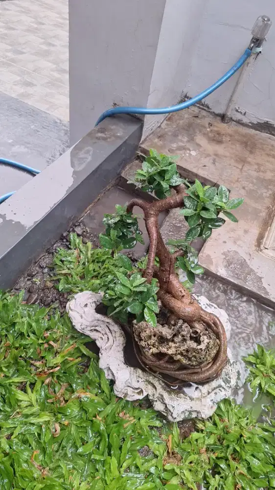 Pohon Bonsai Hobi Tanaman