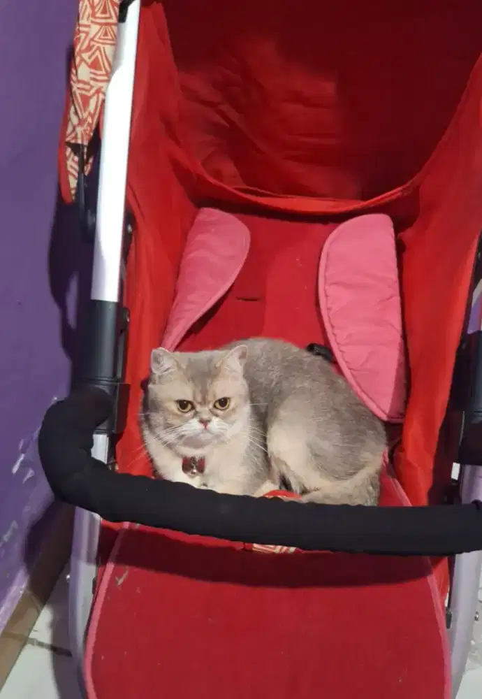 BSH Gold Ny11, Female.