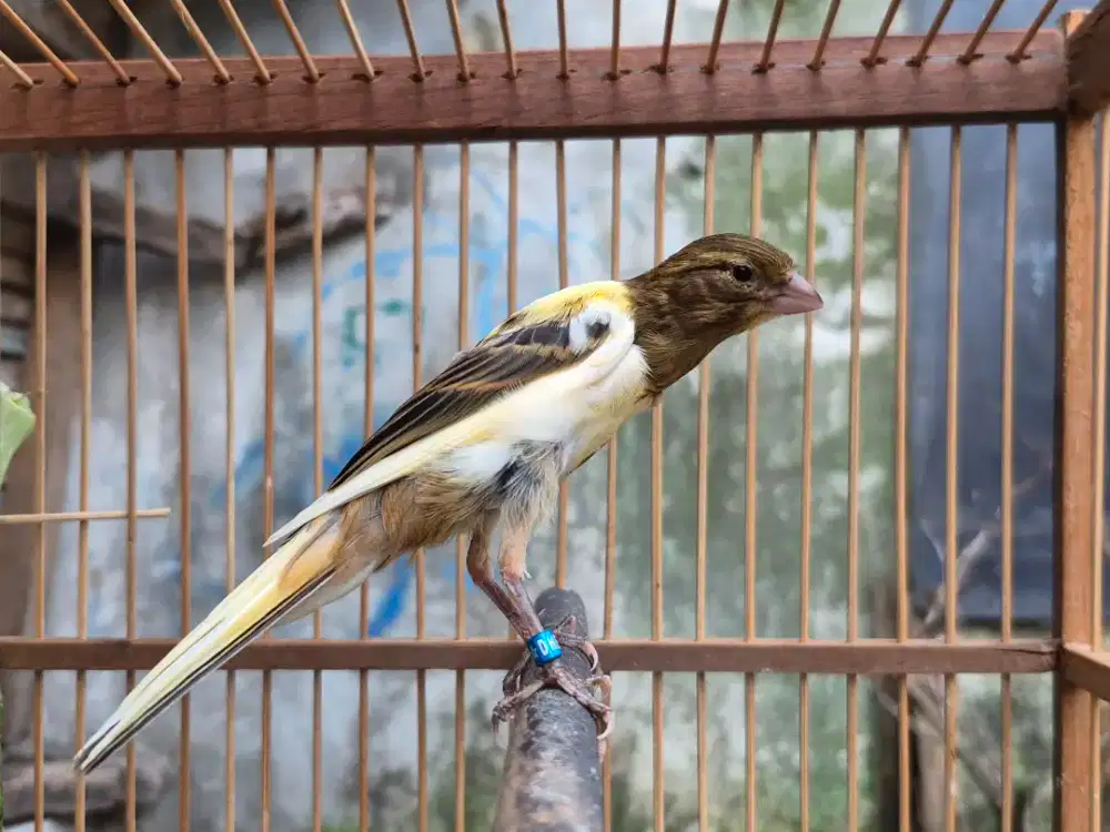 Kenari Crosbreed Jantan