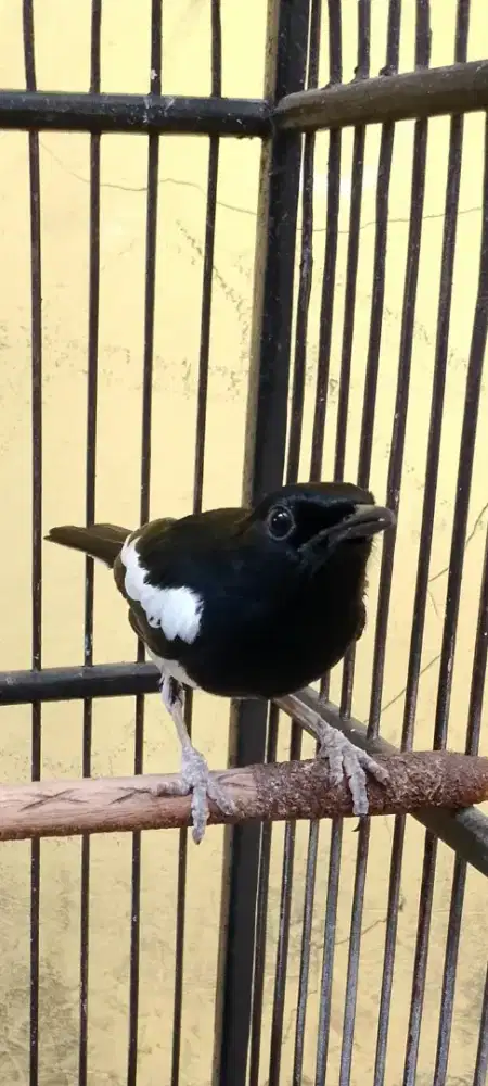 Kacer daput poci dada putih bt tt ajuin aja