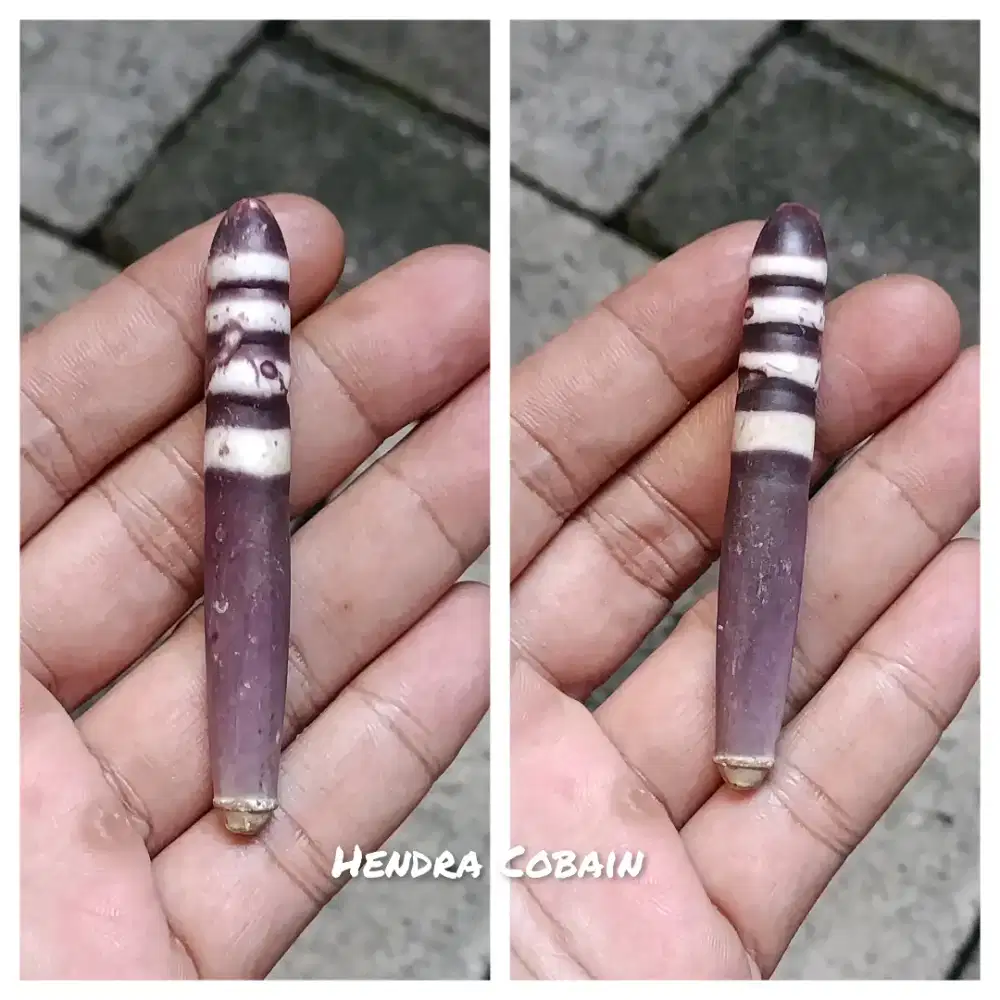 Natural Fosil Landak Laut Langka