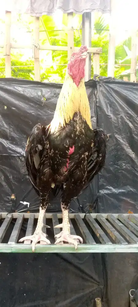 Jual ayam Birma jalu