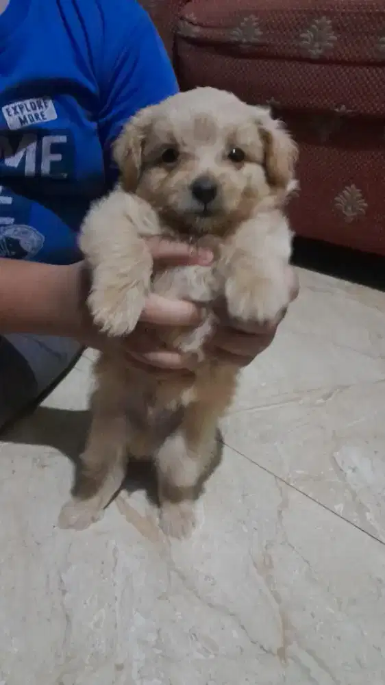 Anakan mini poodle + super minipom