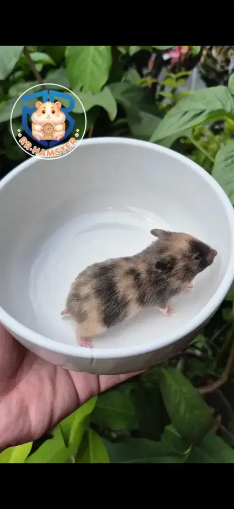 Hamster Syrian Tortoiseshell Half Face Kualitas Grade 1