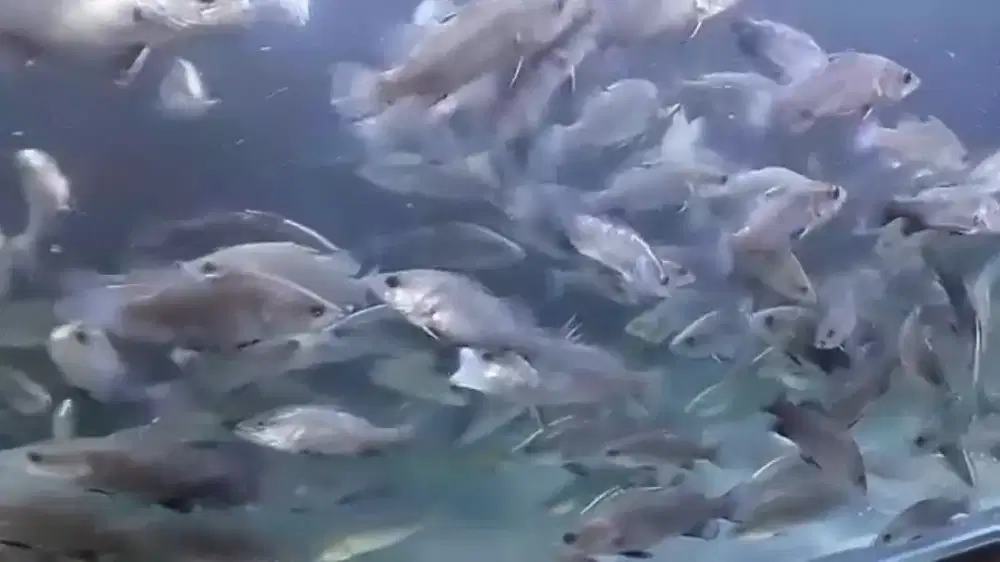 Barramundi kakap putih air tawar realpict