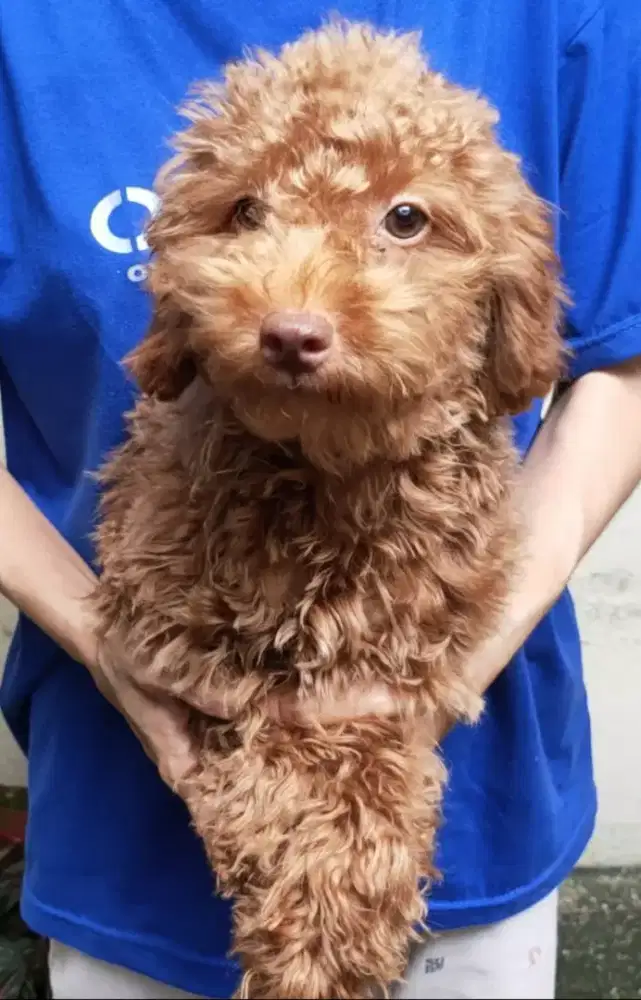 Poodle stambum jantan