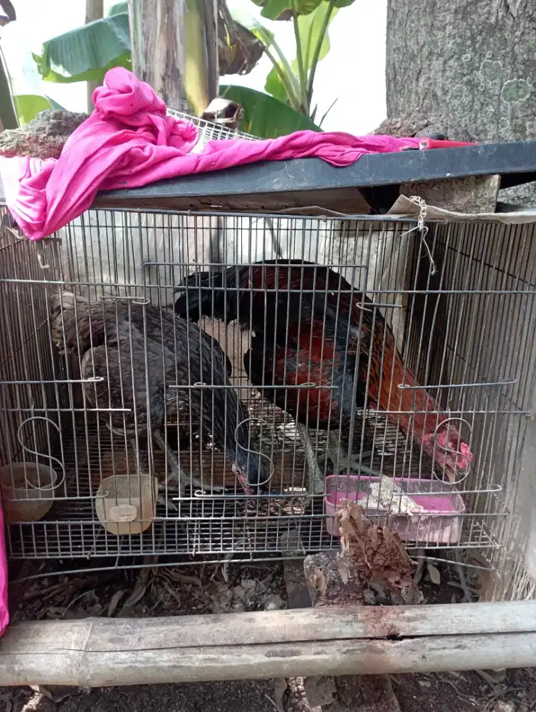 Ayam kampung silangan pelung sepasang