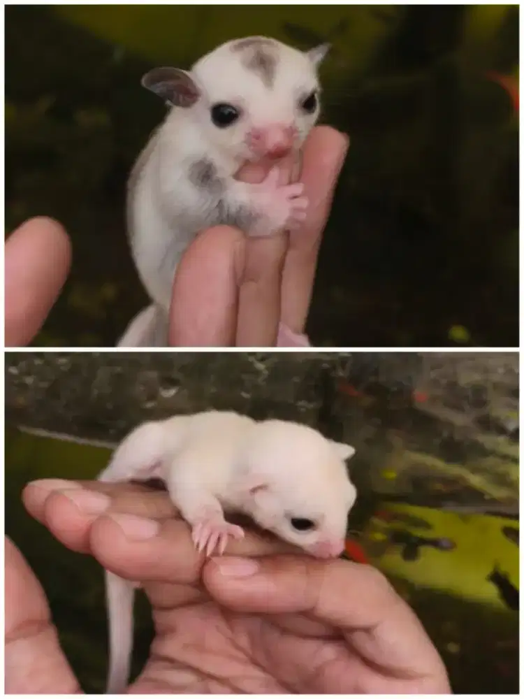 Sugar glider tpm dan leu