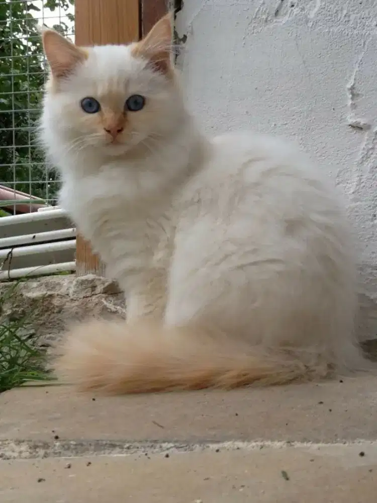Kitten Himalaya redpoint