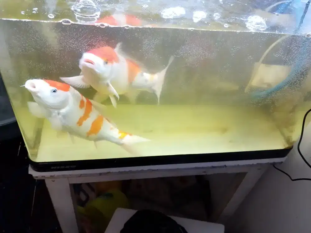 Ikan KOI 2 ekor jual keduanya
