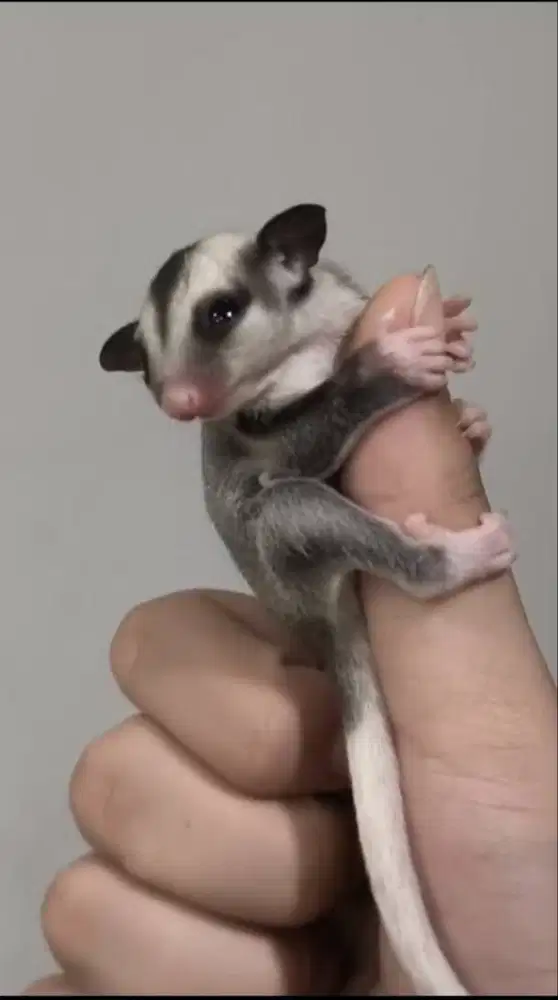 Joey Sugar Glider