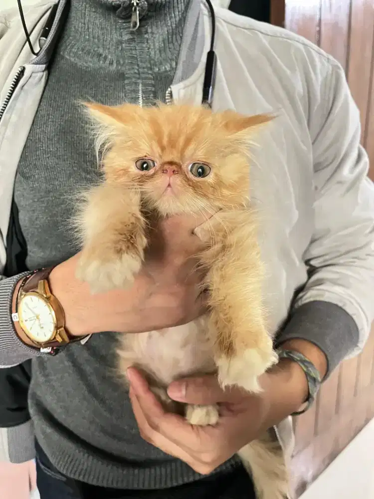 Kucing Peaknose