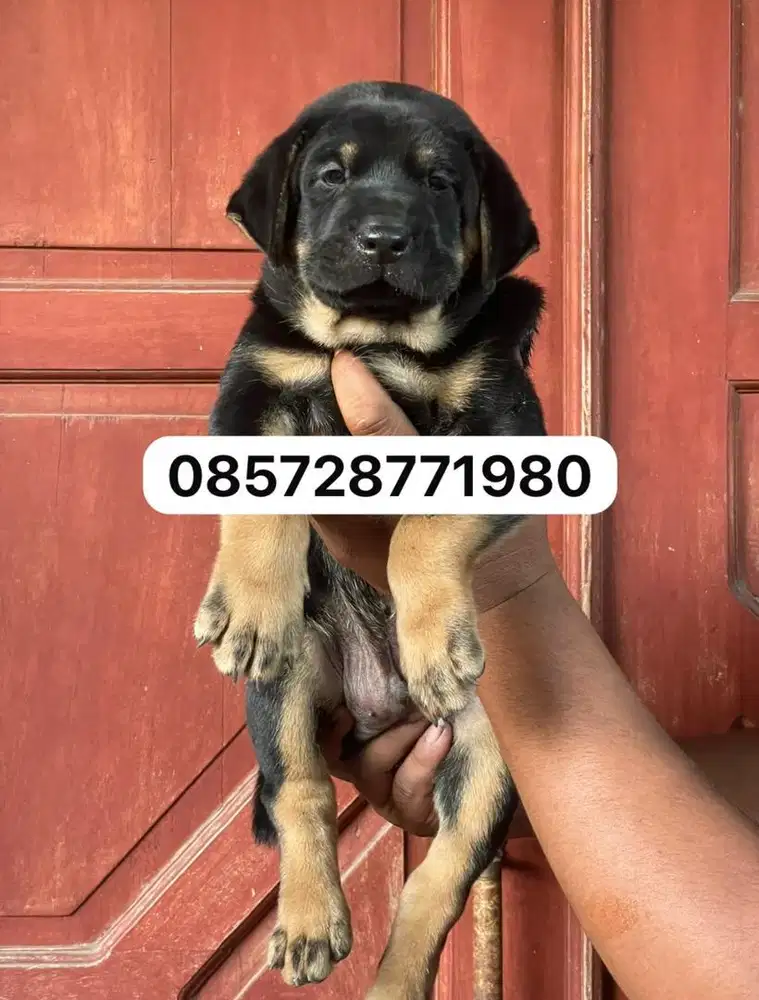 Mix doberman x rottweiler