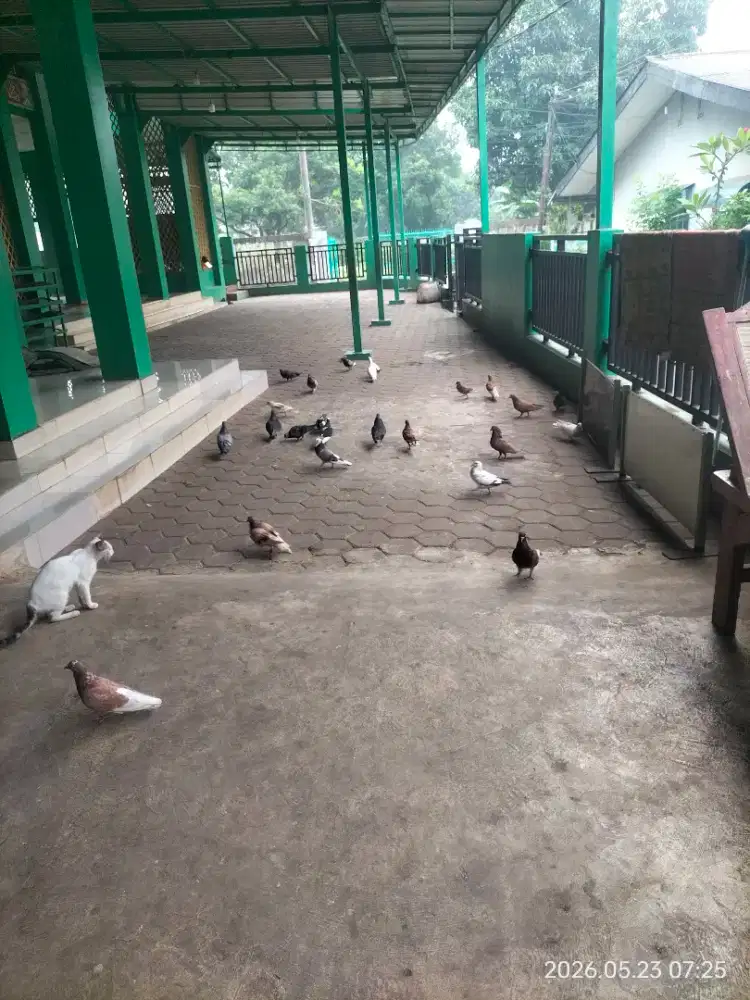 Burung Dara/Merpati