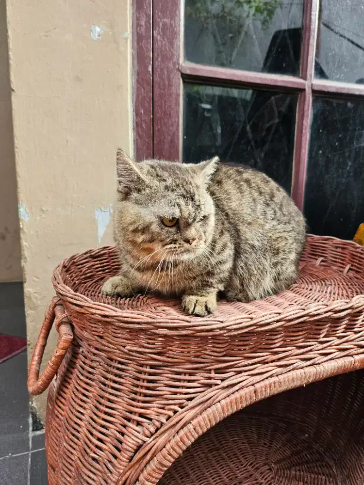 Munchkin Jantan Dewasa BSH