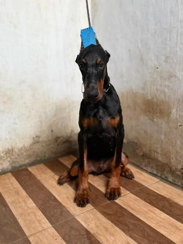 Doberman Jantan 5bln Stb Vaksin