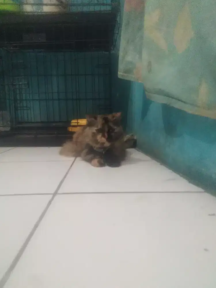 Kucing tortie betina 7 bulan jalan