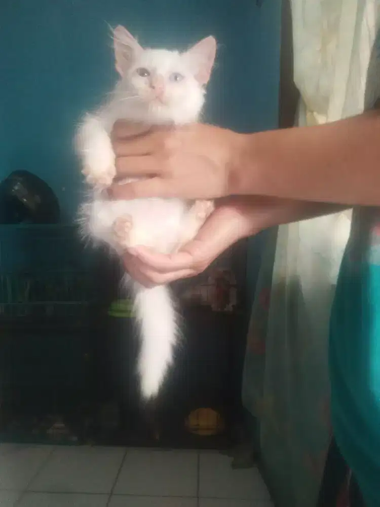 Kucing kitten odd eyes betina longhair
