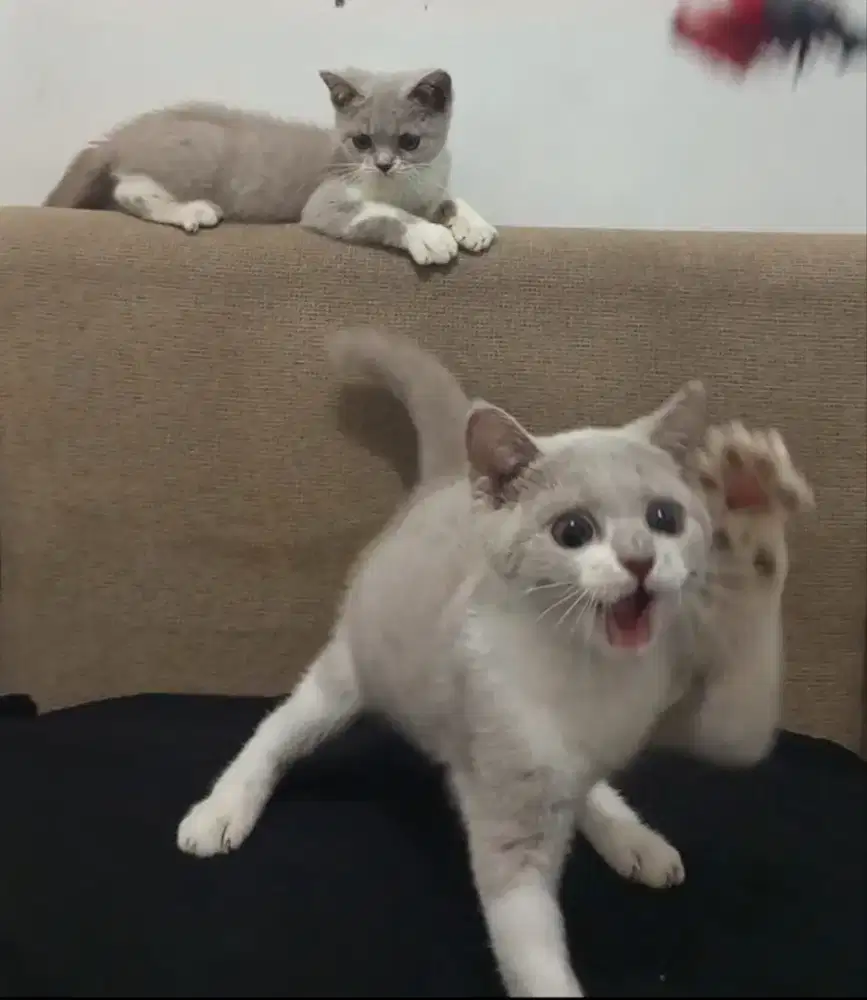 BRITISH SHORTHAIR