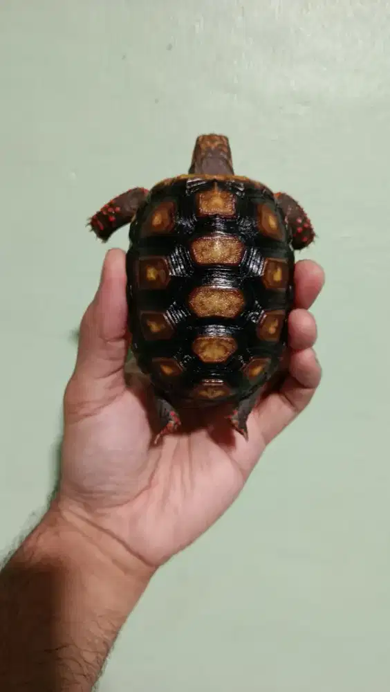 kura kura darat torto redfoot tortoise bukan sulcata atau pardalis