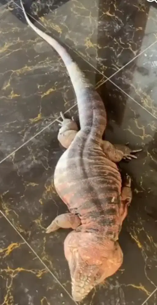 Red tegu albino