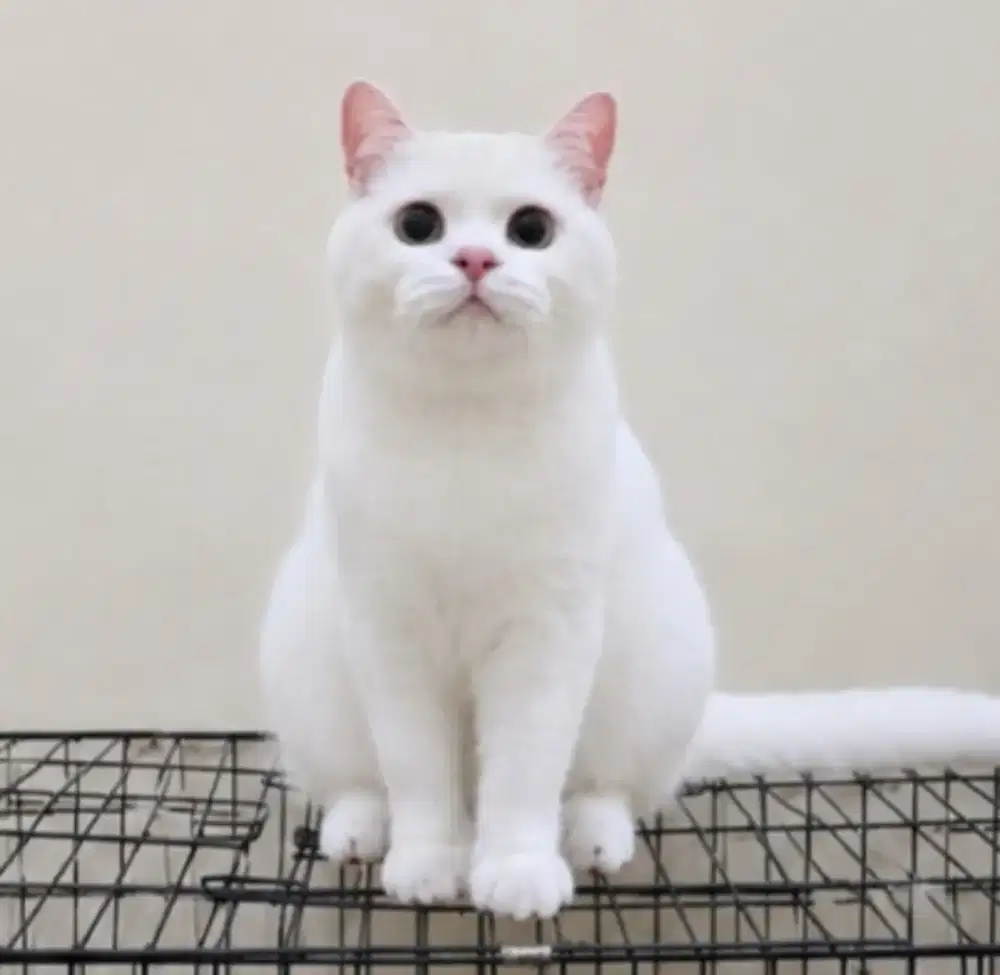 British shorthair betina proven