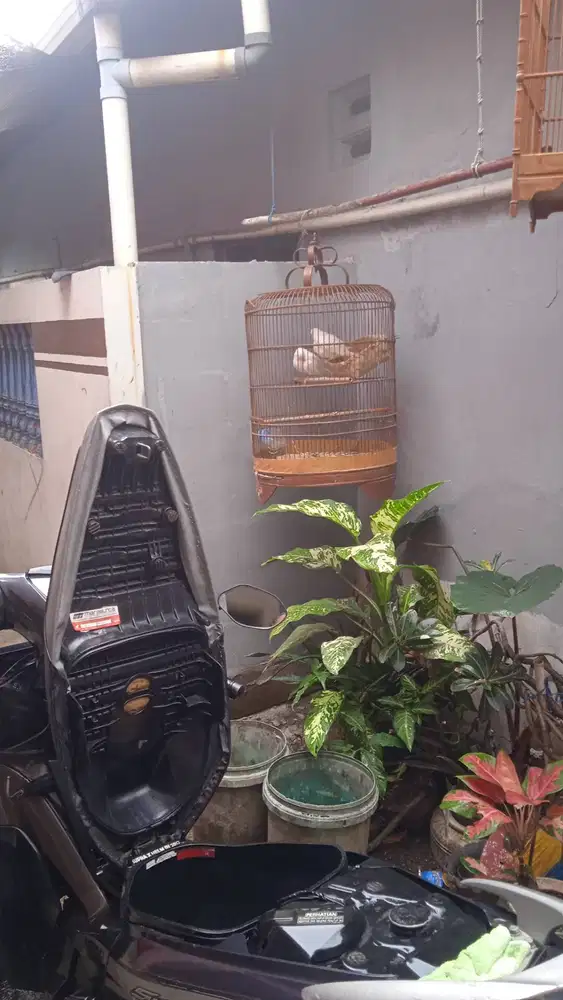 Honda Supra Helmin Tinggal Gazzz