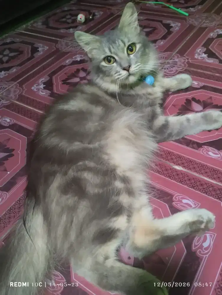 Persia mix mainecoon bulu abu solid tabby usia 10bulan kucing lincah