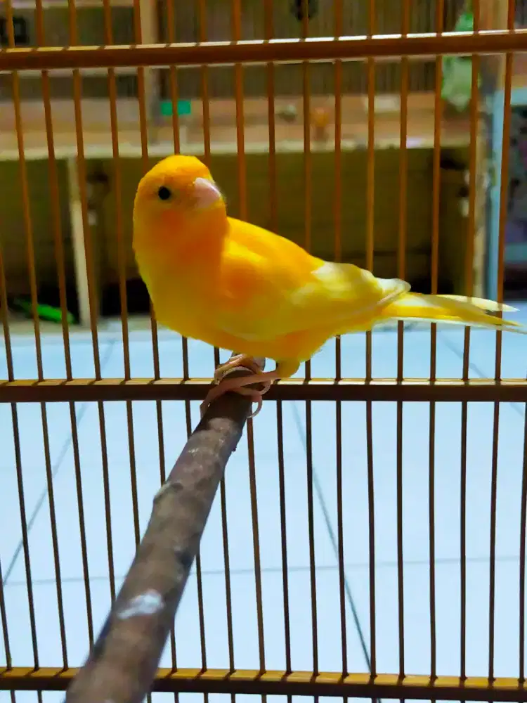 Burung kenari jantan 3/4 volume